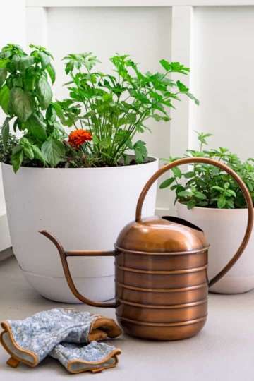 Two Containers filled with fresh herbs. A watering can and garden gloves laying next to it.