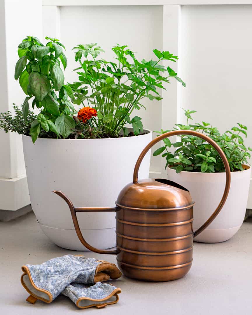 Two Containers filled with fresh herbs. A watering can and garden gloves laying next to it.