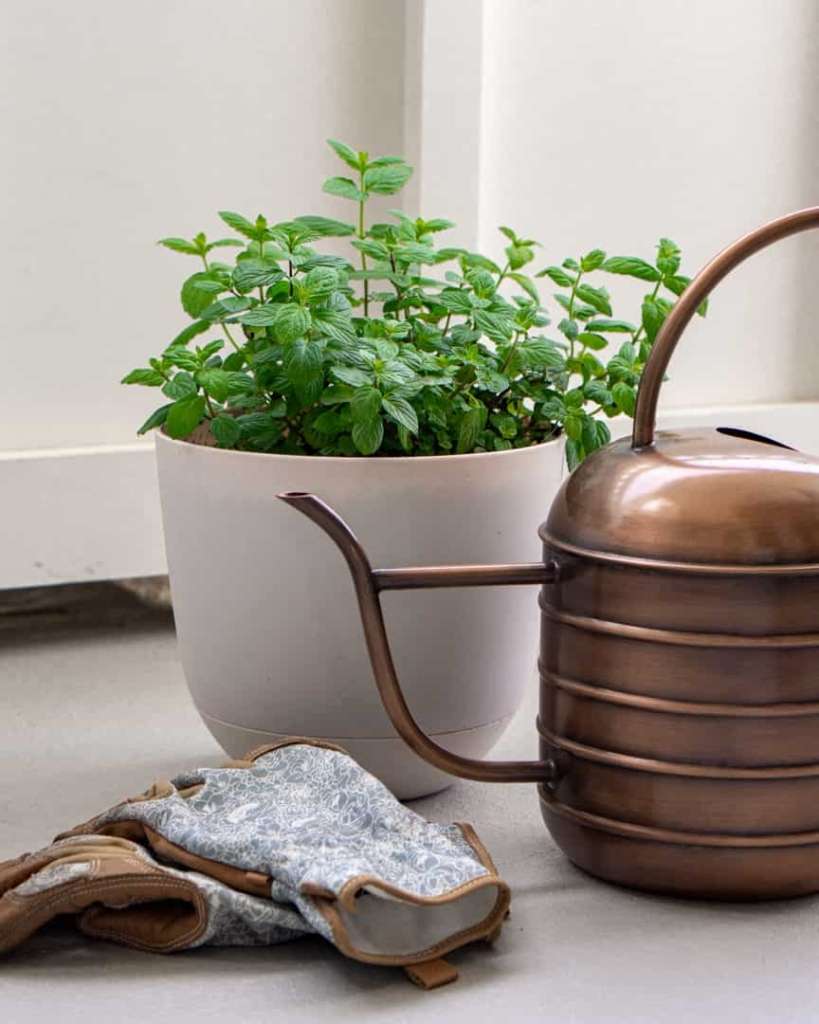 Fresh mint in a container with a watering can and garden gloves placed by the container.