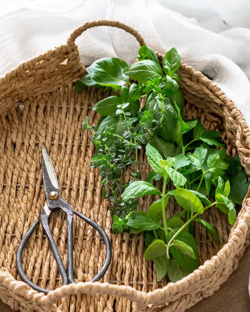 fresh assorted herb cuttings in a basket with herb scissors next to them